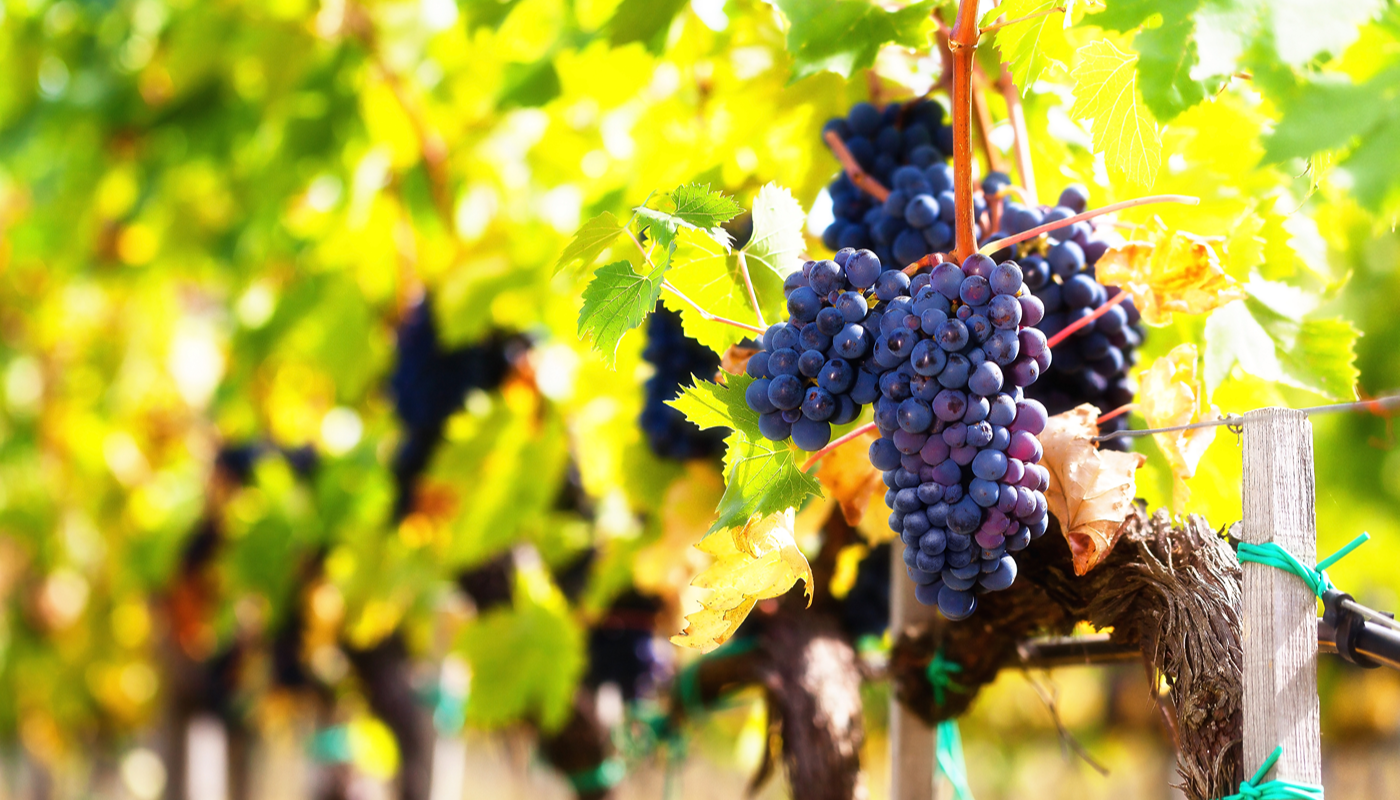 winery & vineyard insurance near me-053